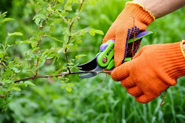 Jardiner à Genève : Se former à la permaculture avec ateliers pratiques